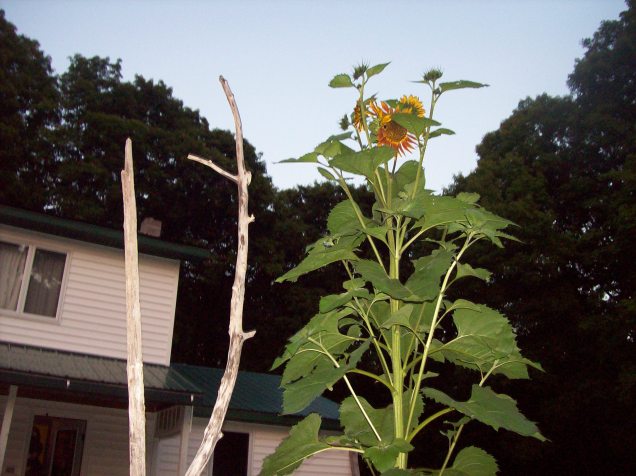 tall sunflower