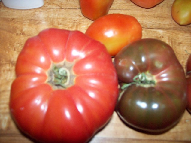 tomatoes 1