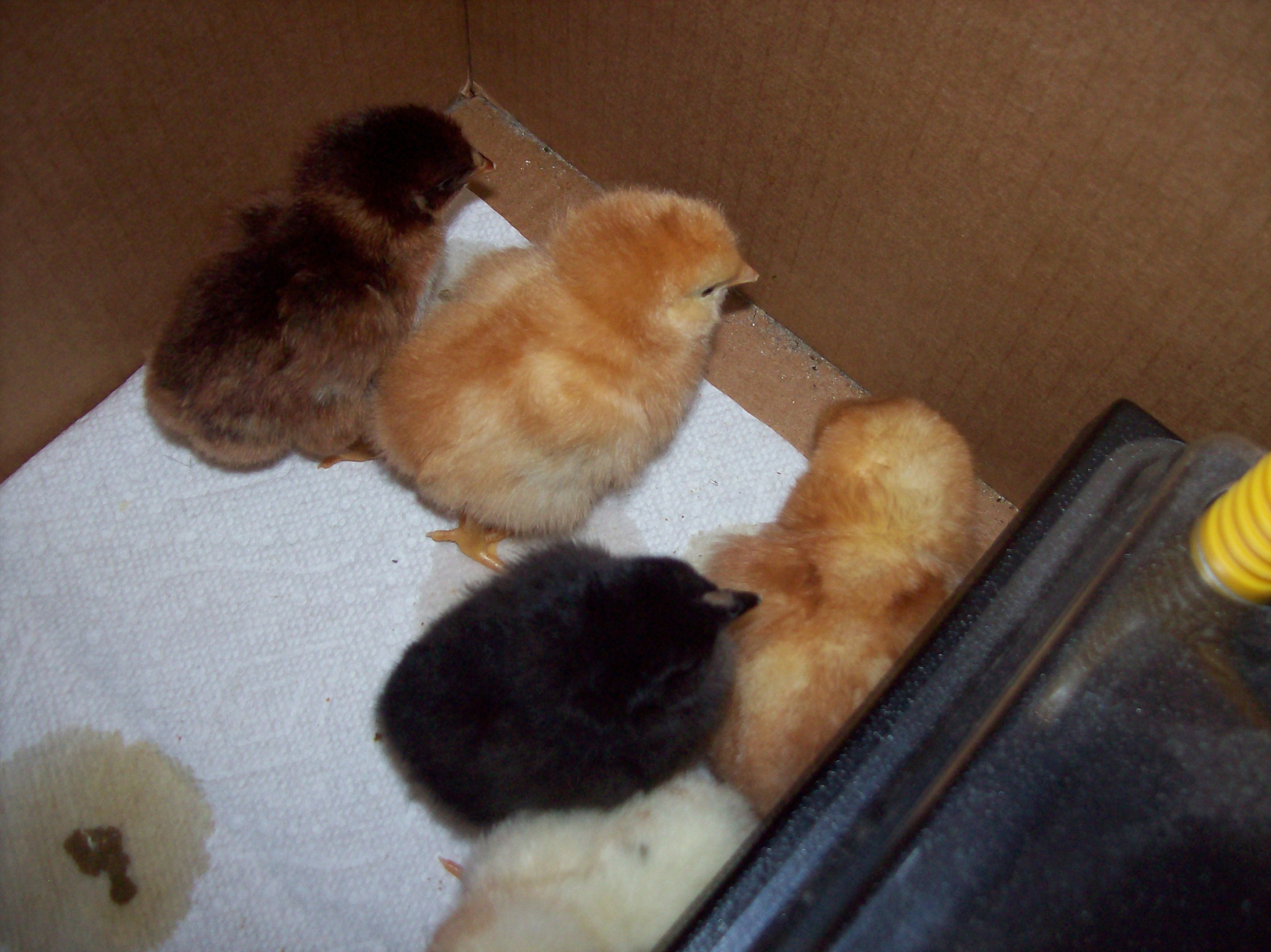 chicks 2