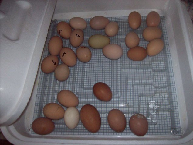 incubator eggs