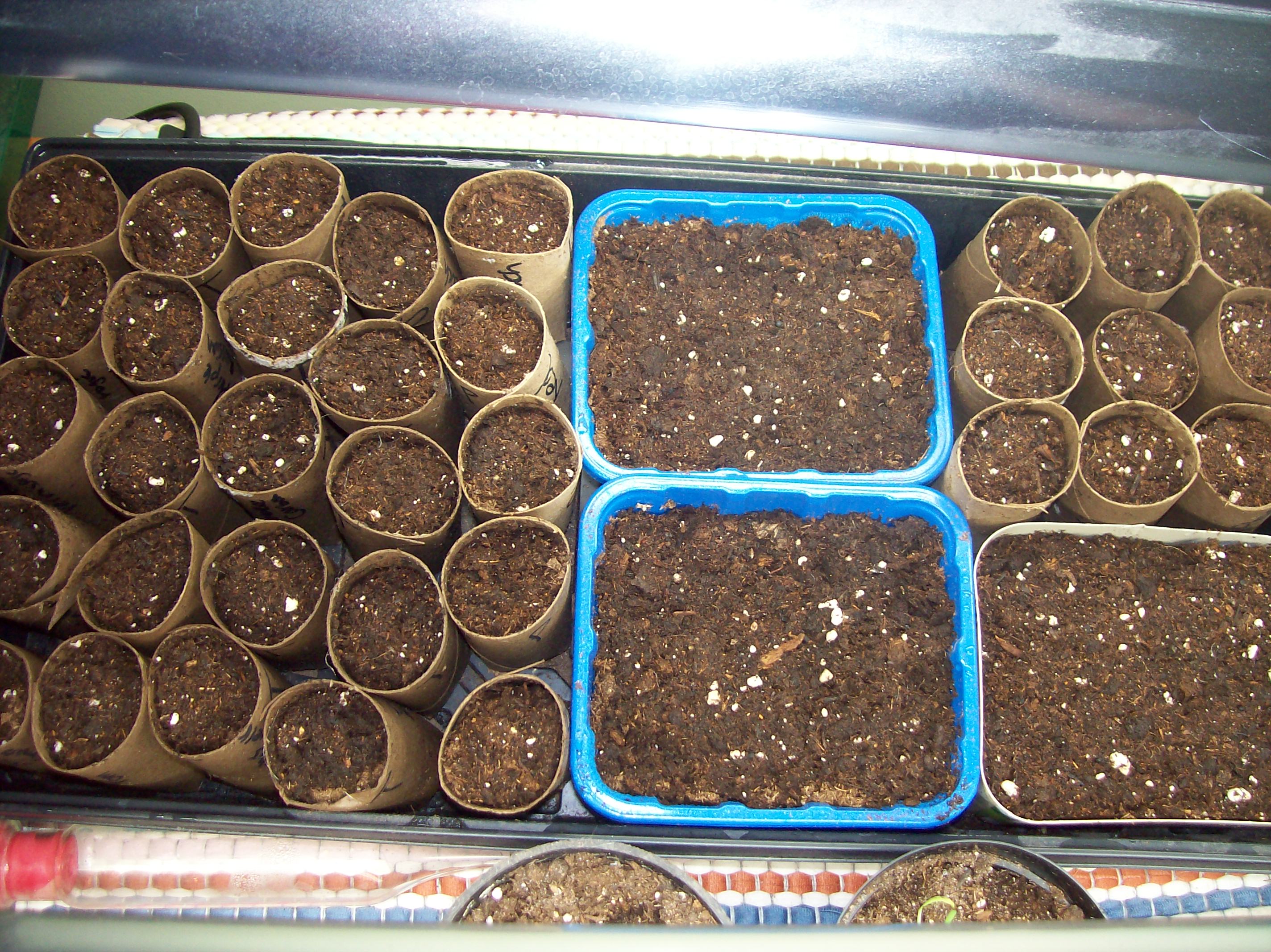 new seed starts
