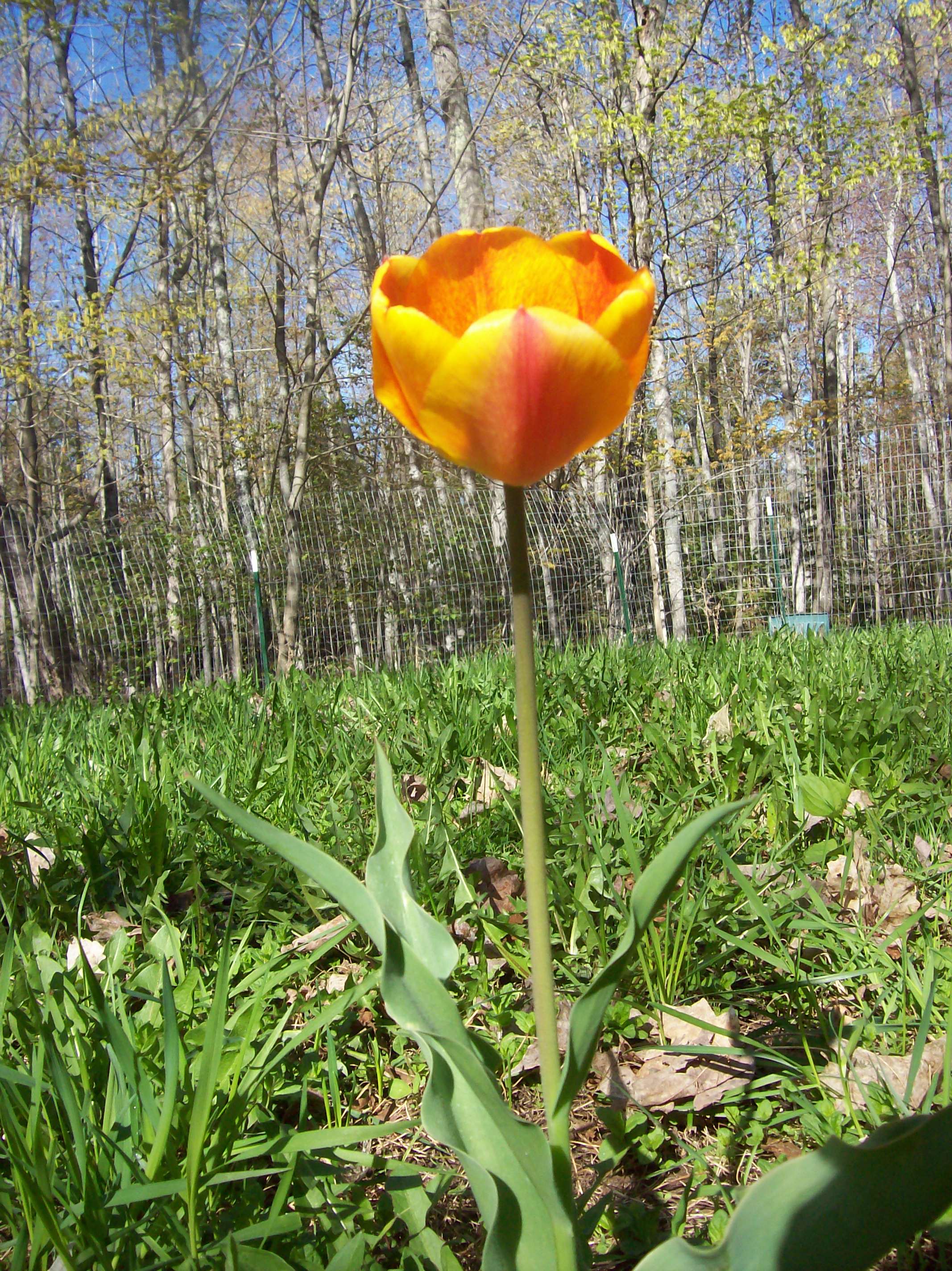 tulip