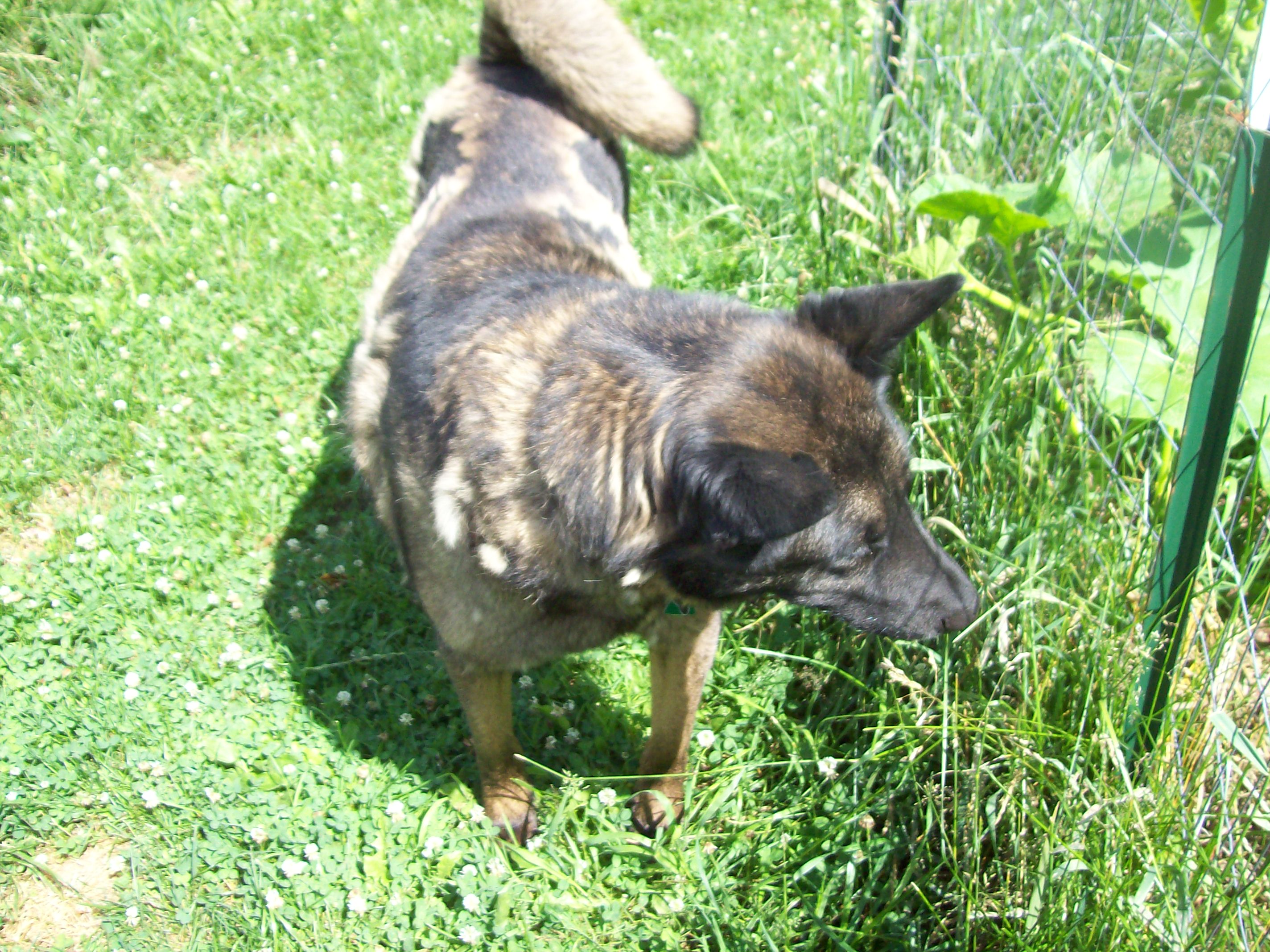 atat and hubbard squash