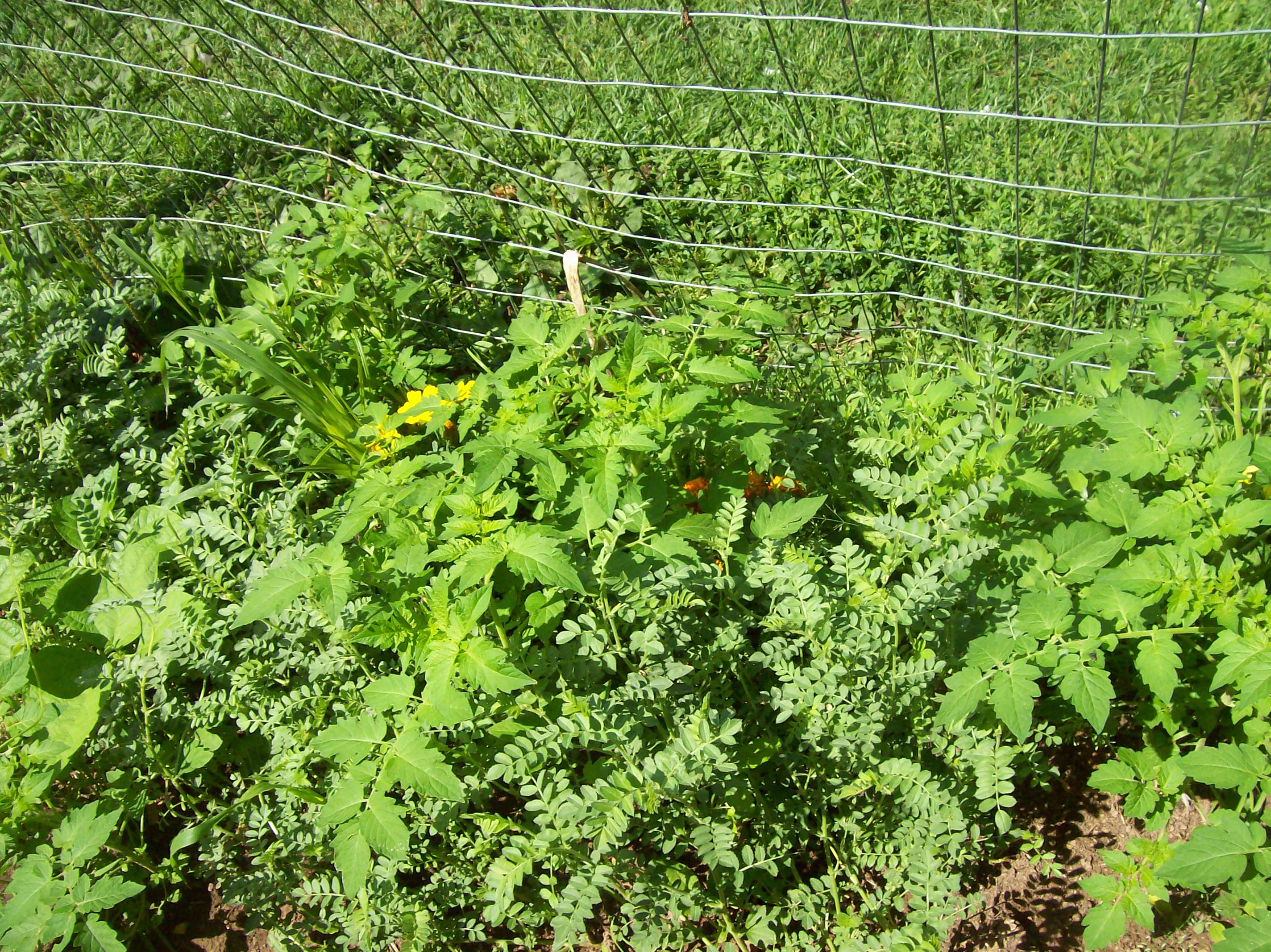 chickpeas and rogues