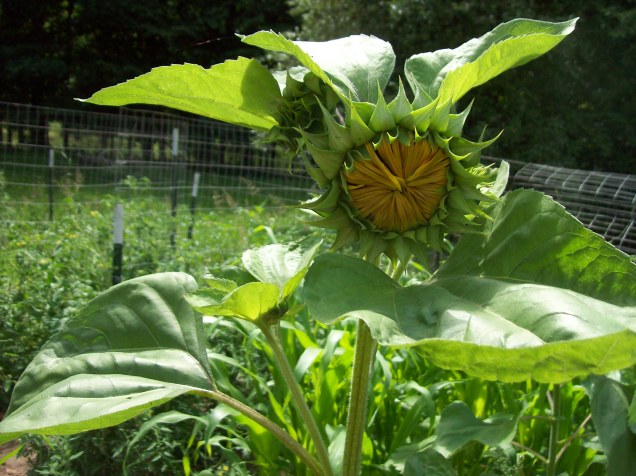sunflower prebloom
