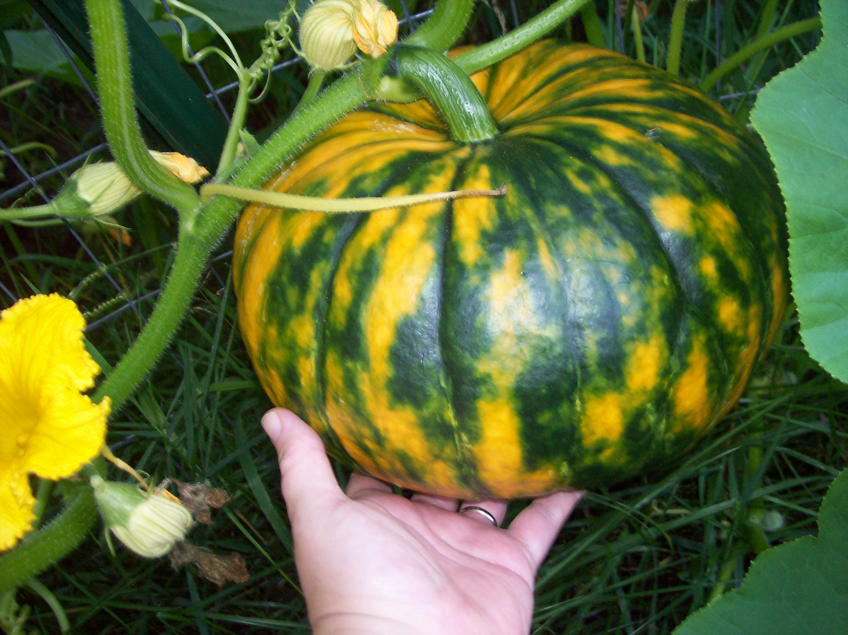 giant pumpkin