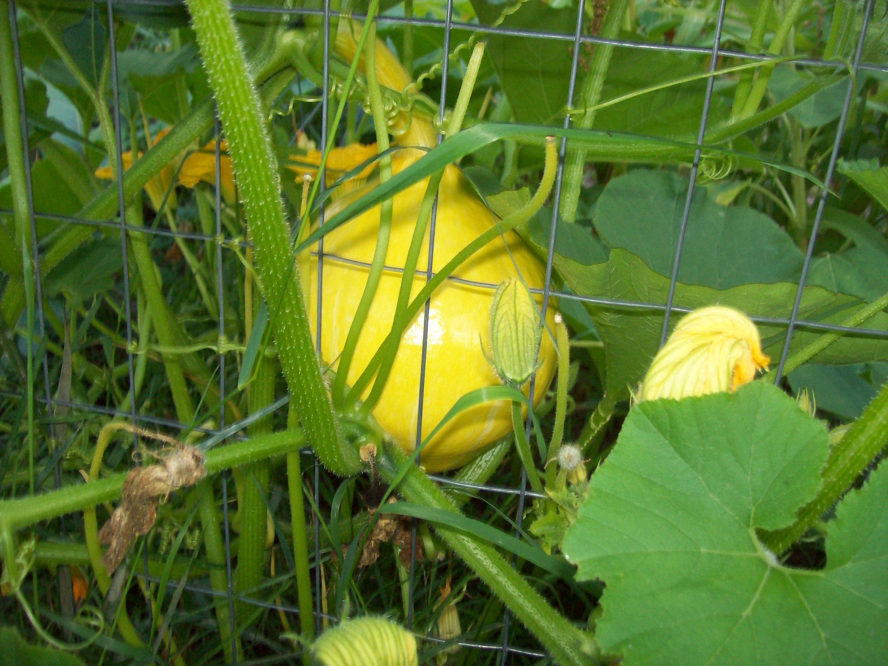 round squash