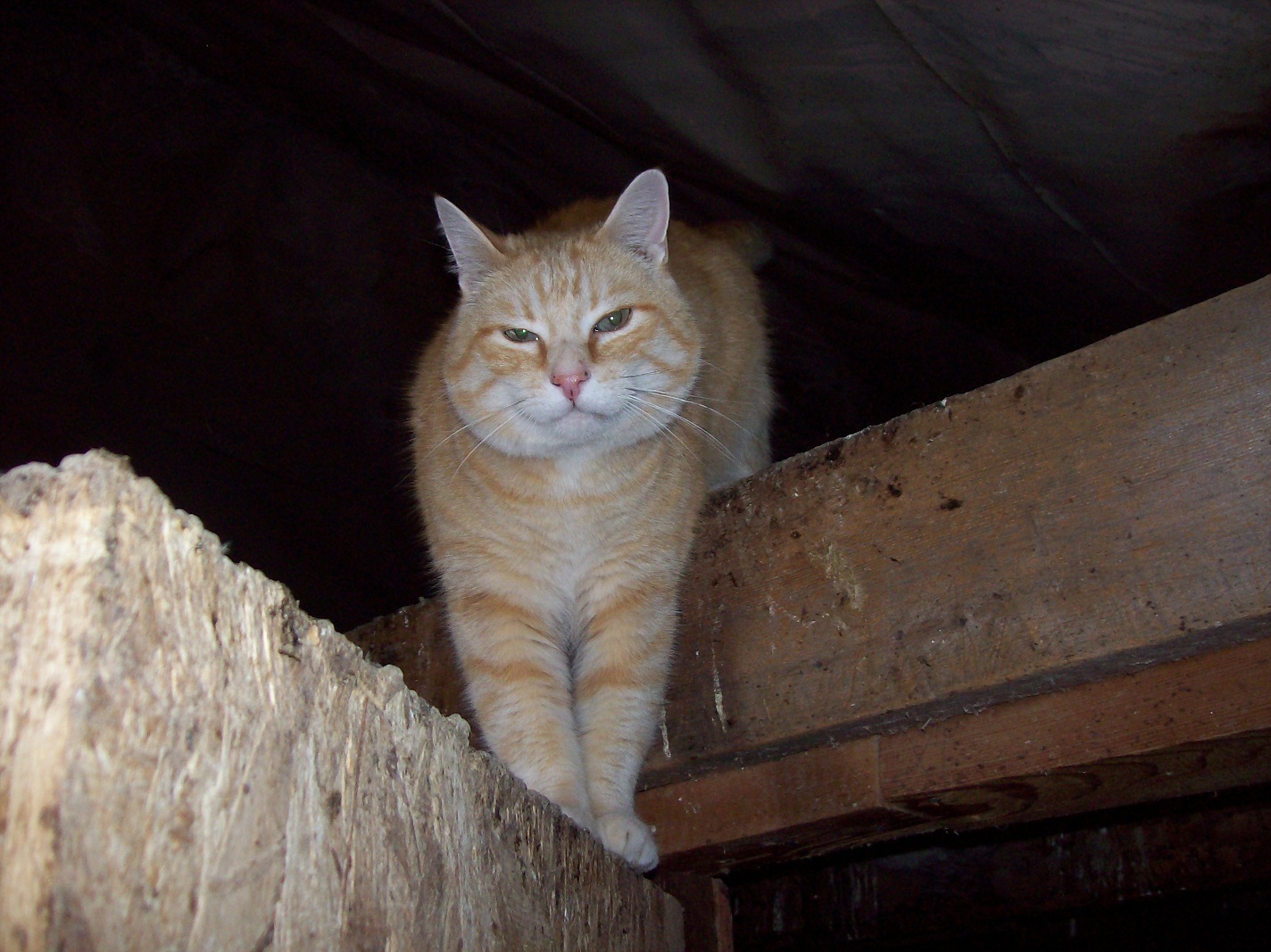 cat in rafters