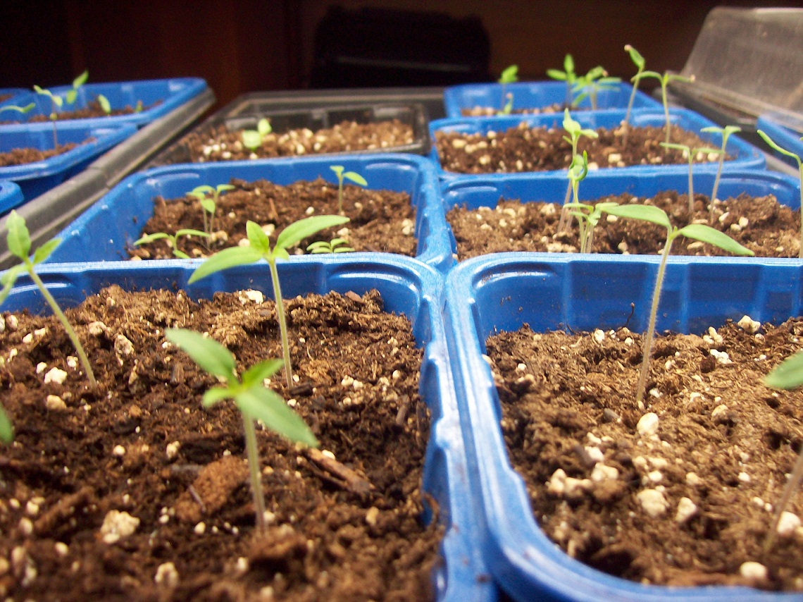 seedlings 1