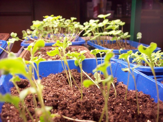 seedlings 2
