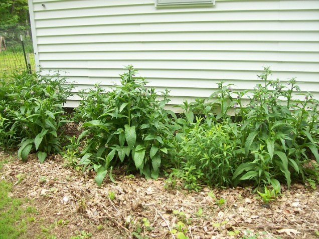 comfrey