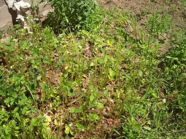 deer eaten strawberries