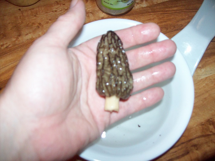 morel
