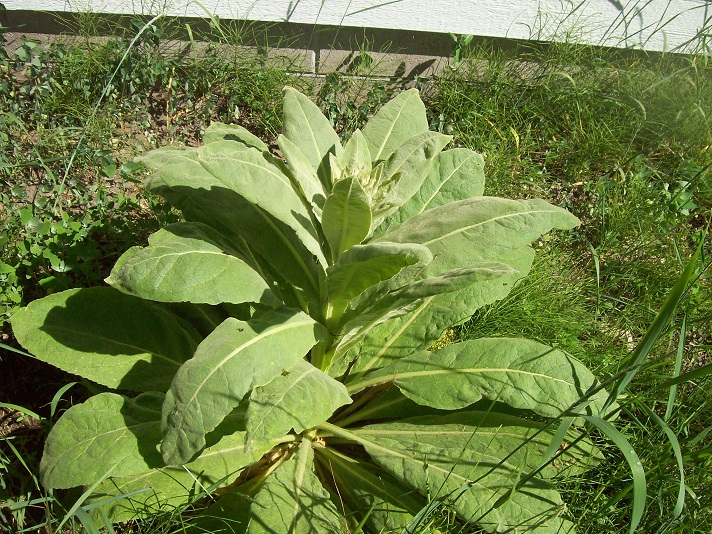 mullein