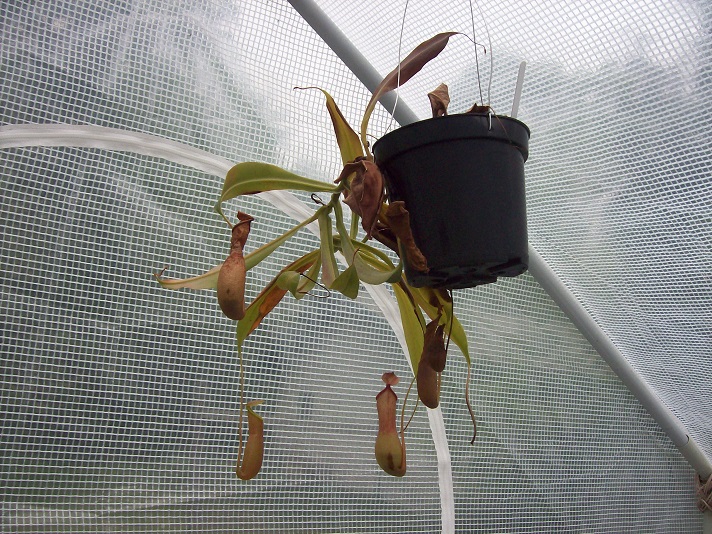 nepenthes