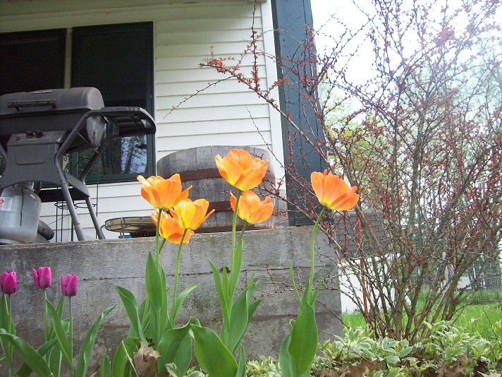 tulips 4