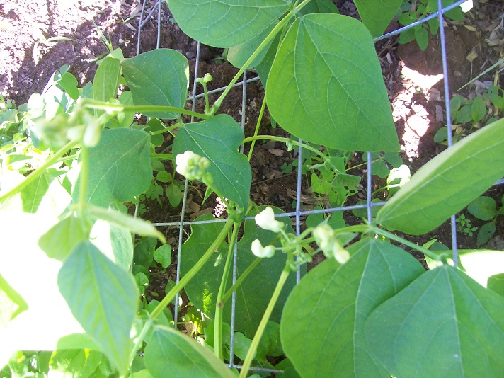 bean flowers