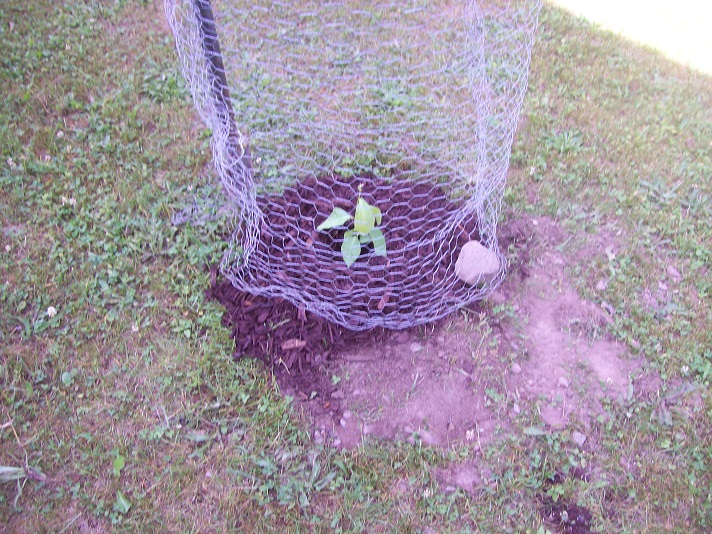 deer proof persimmon