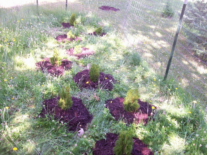 mulched arborvitae