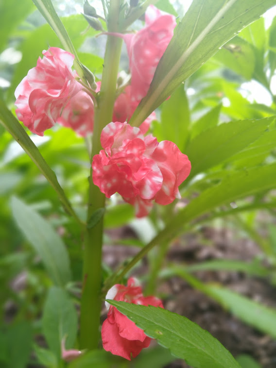 IMG_20200726_130049142_PORTRAIT