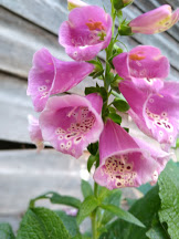 IMG_20200730_193410657_PORTRAIT