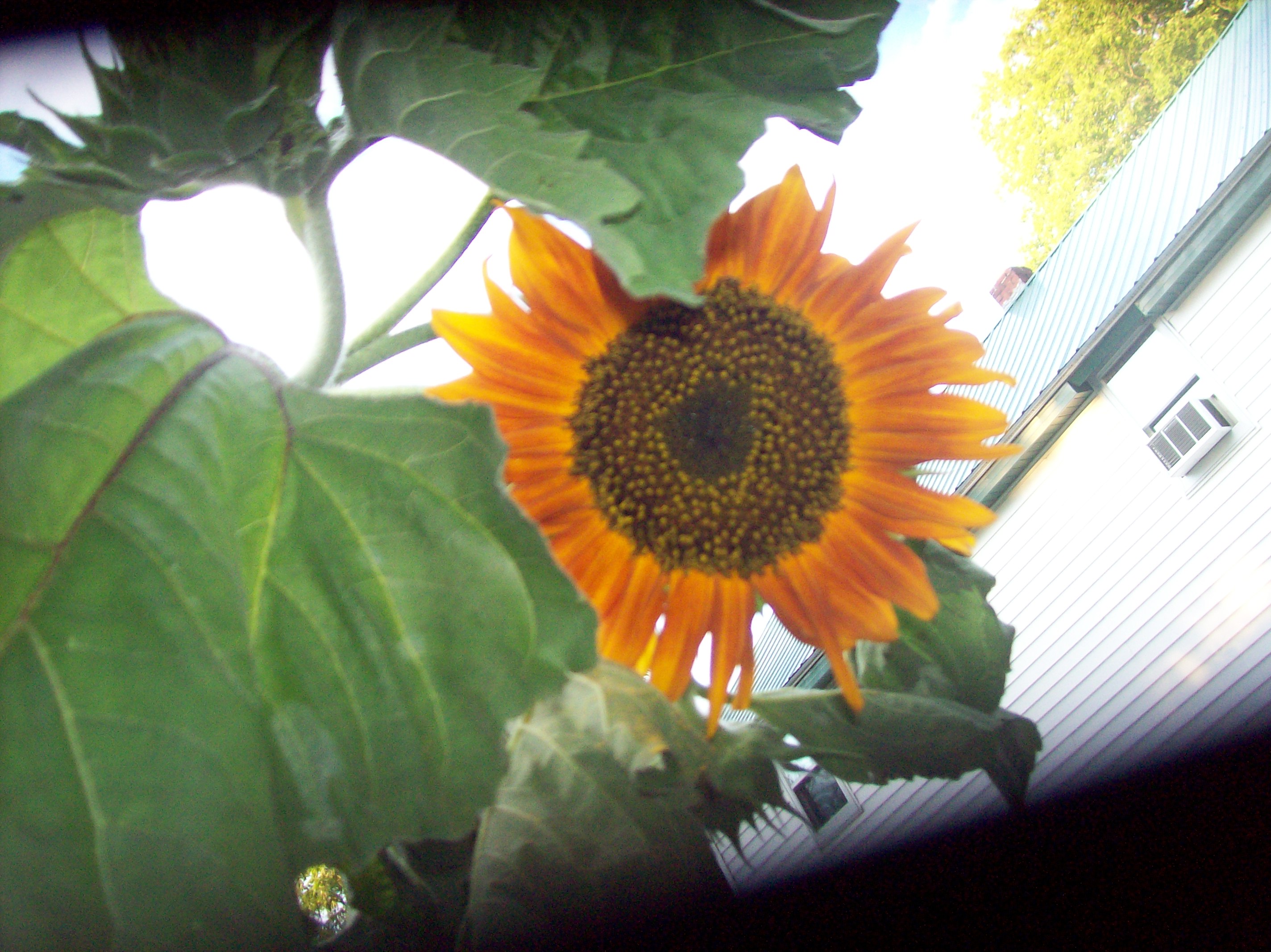 tall sunflower 2